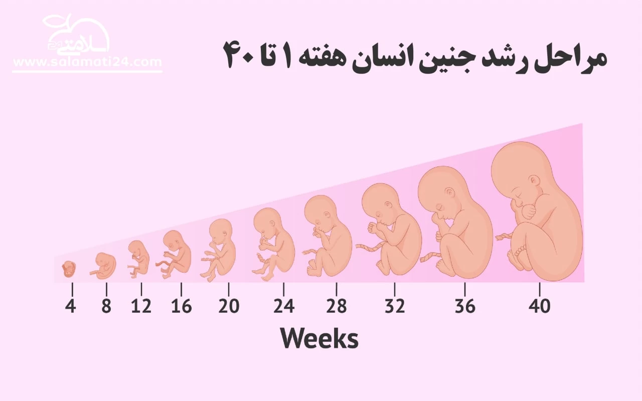 وضعیت هفته به هفته بارداری